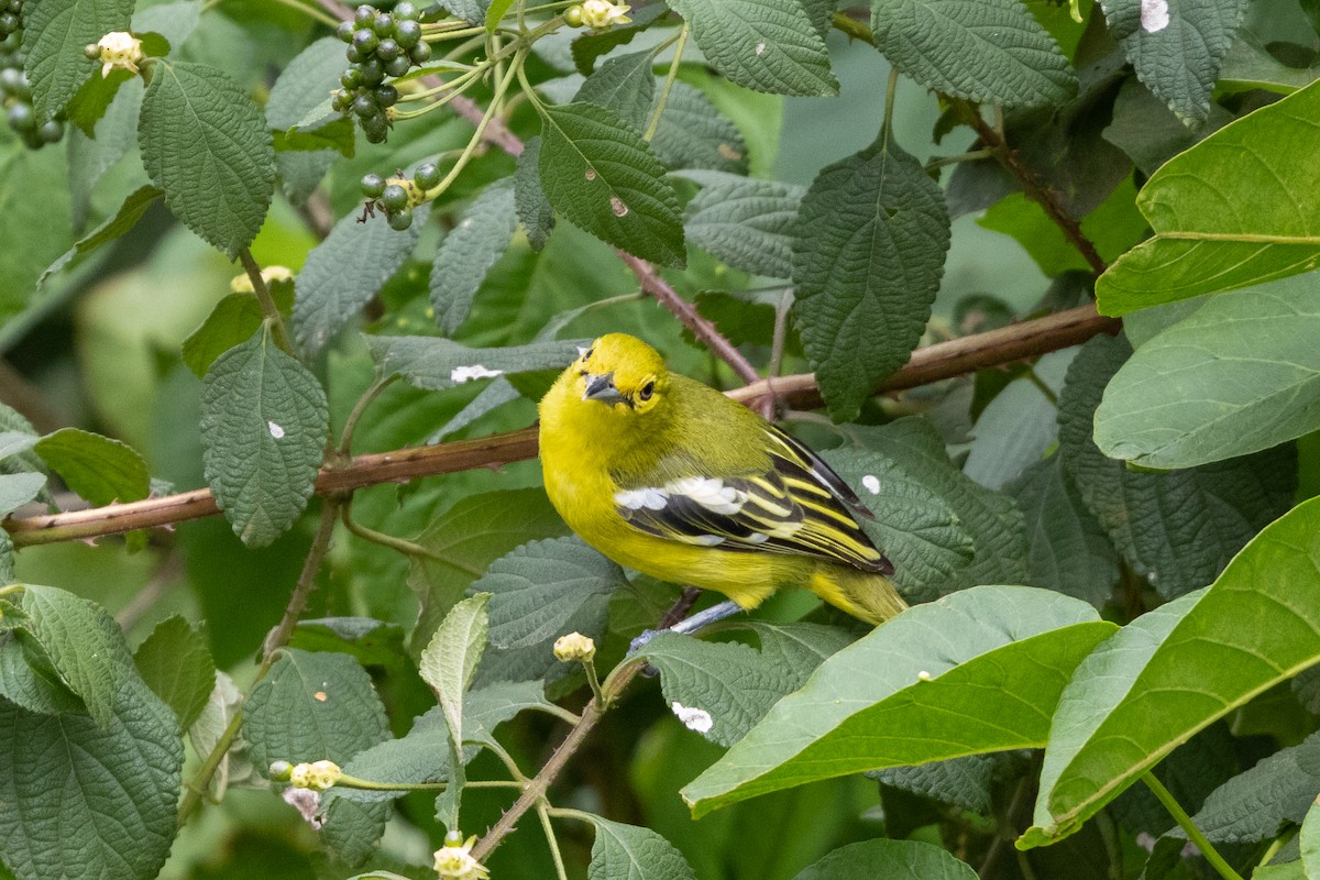 Common Iora - ML643192678