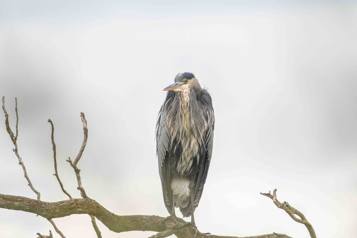 Great Blue Heron - ML643192680
