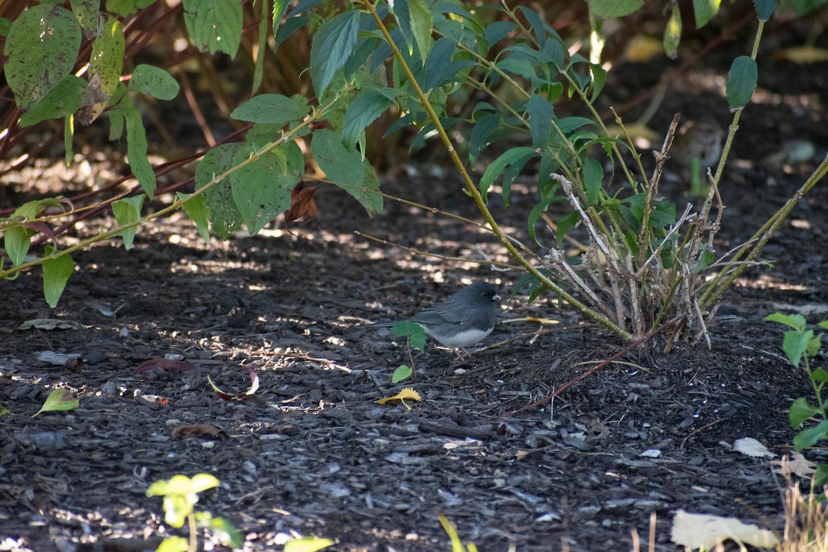 Dark-eyed Junco - ML643192681