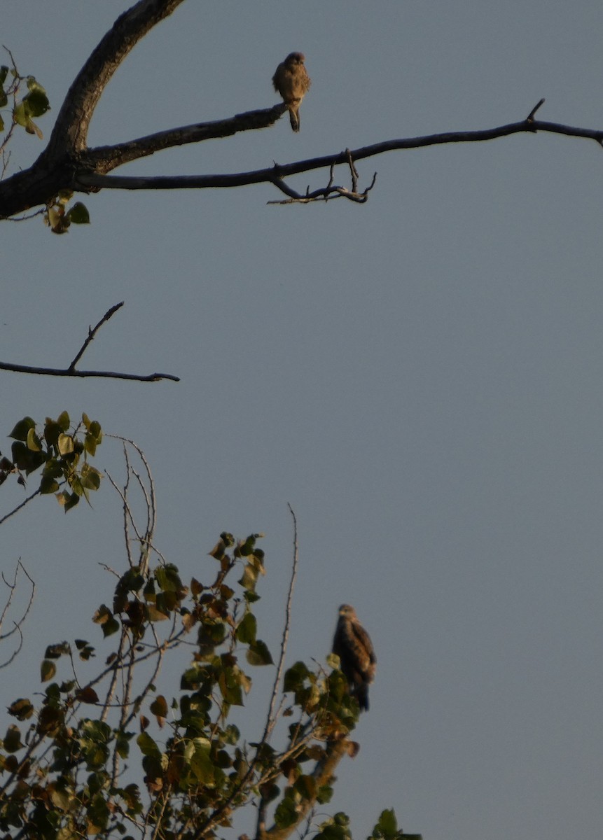 Eurasian Kestrel - ML643192682