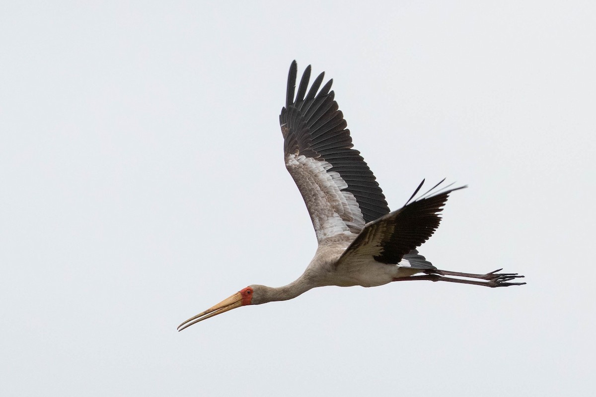 Yellow-billed Stork - ML643192683