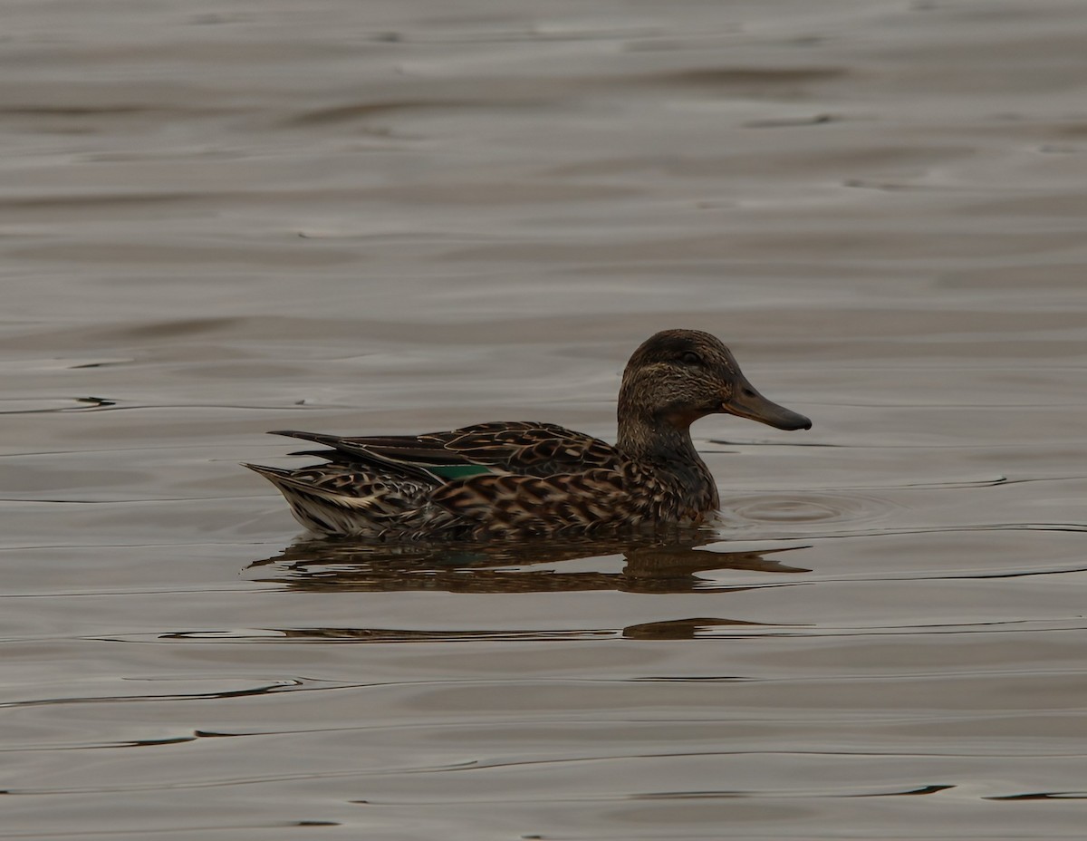 Green-winged Teal - ML643192685