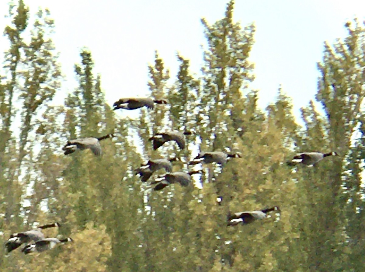 Canada Goose - ML643192689