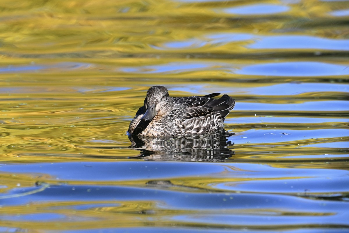 Green-winged Teal - ML643192690