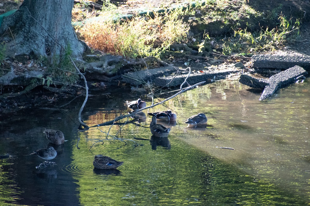 Wood Duck - ML643192691