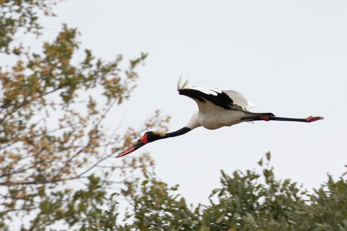 Saddle-billed Stork - ML643192692