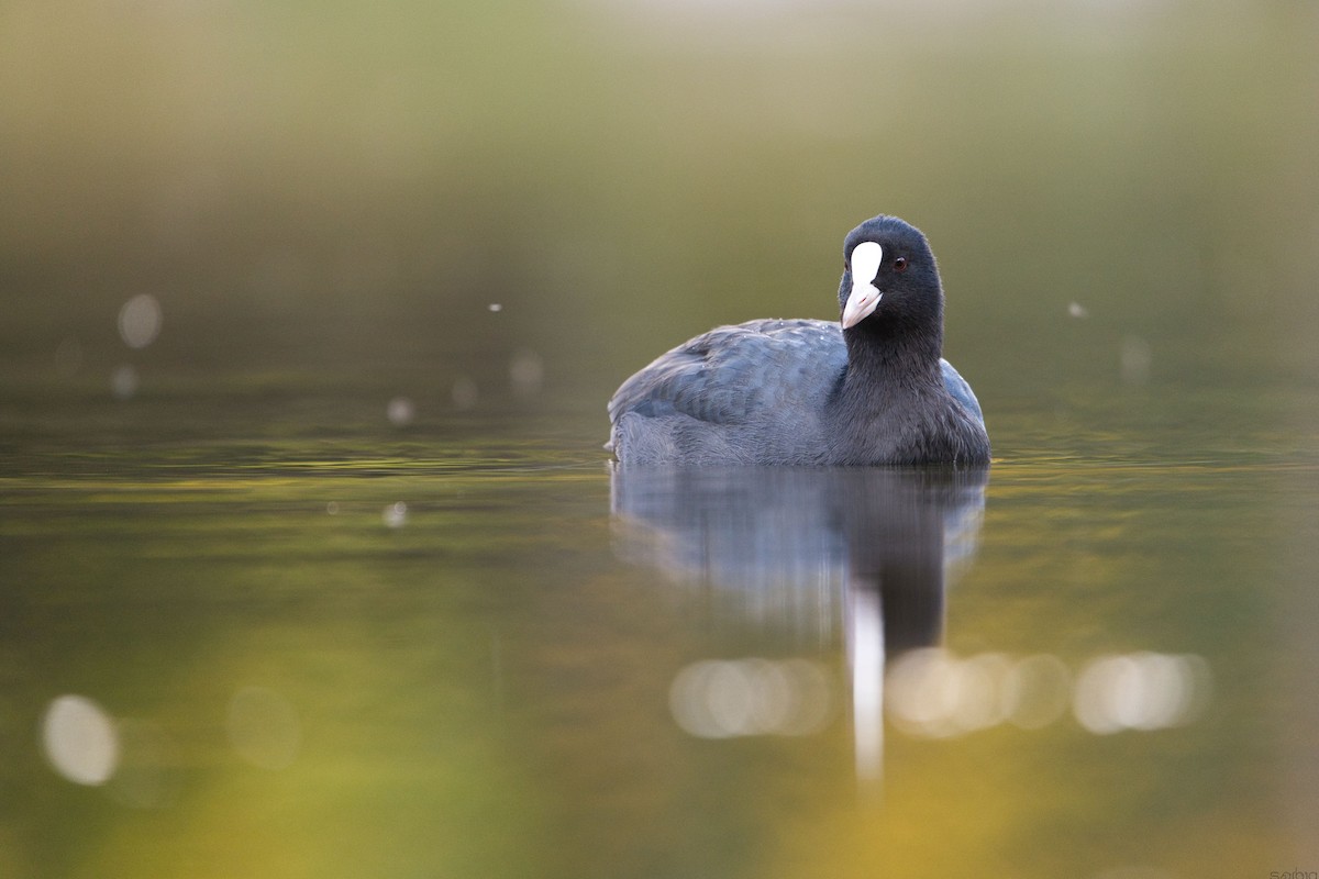 Eurasian Coot - ML643192693