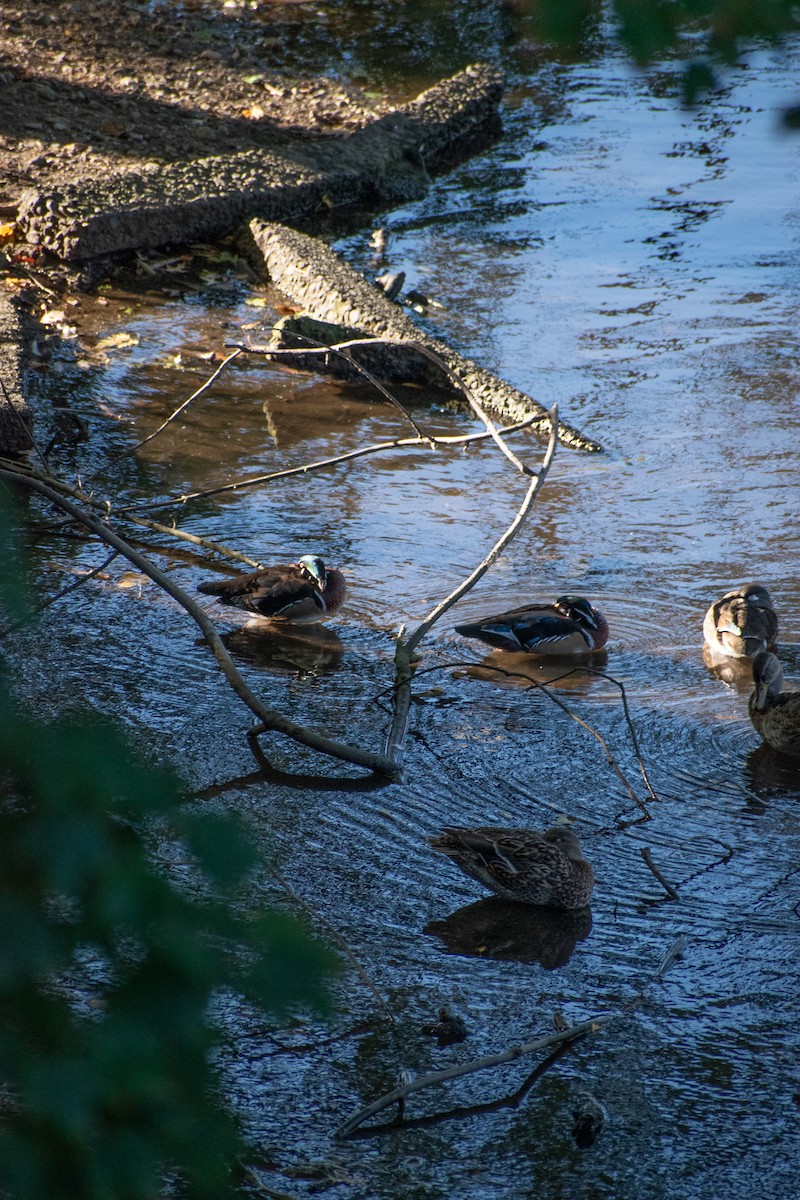 Wood Duck - ML643192694