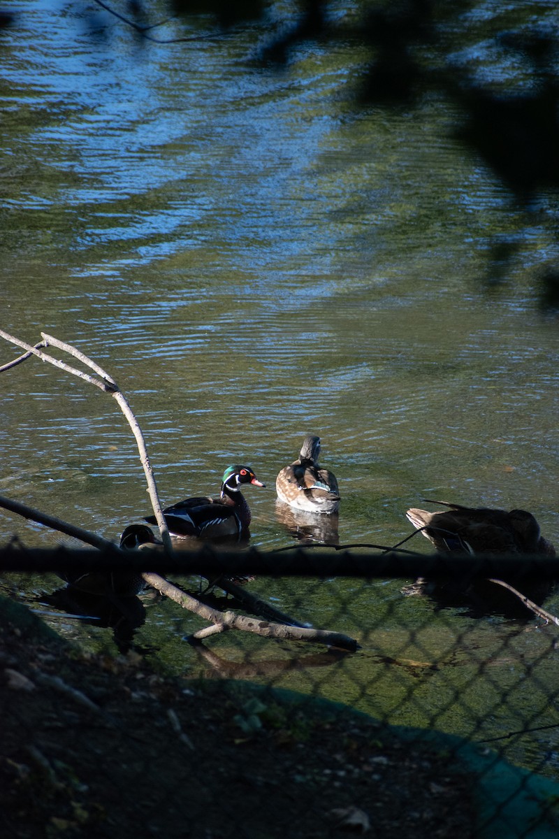Wood Duck - ML643192698