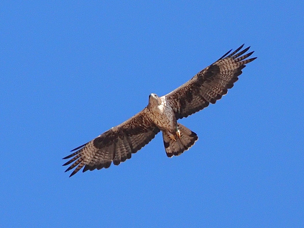 Харсун бүргэд - ML643192701