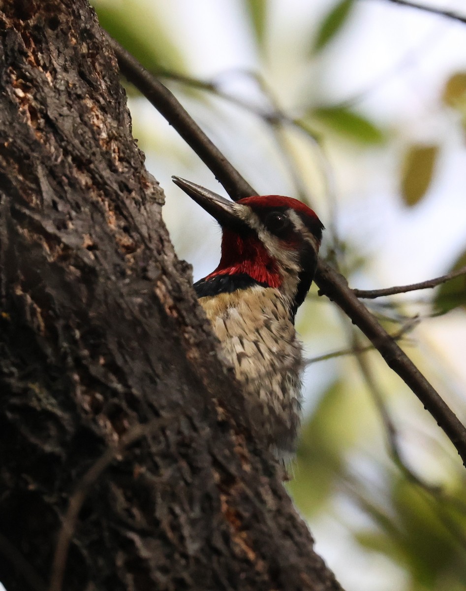 Red-naped Sapsucker - ML643192705