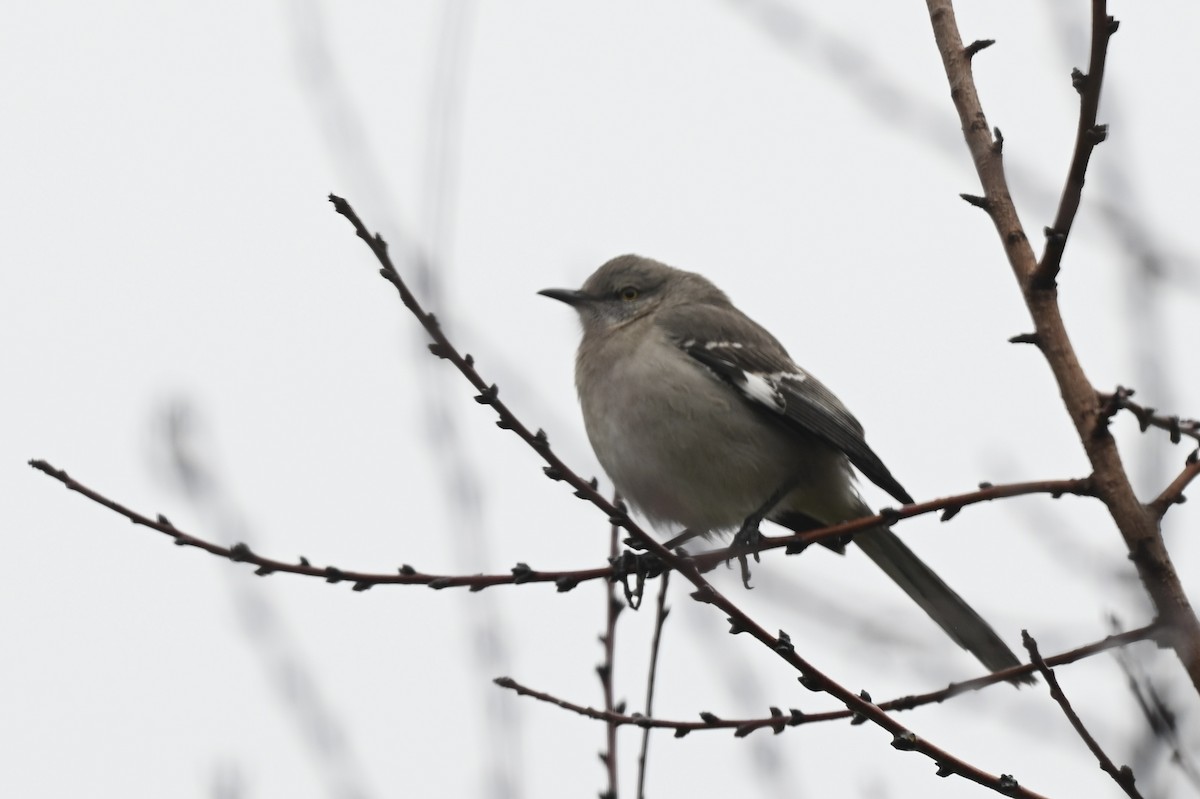 Northern Mockingbird - ML643192716
