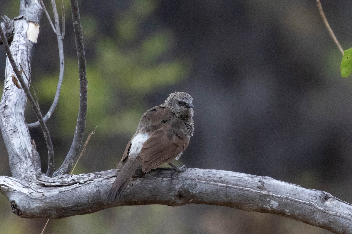 Hartlaub's Babbler - ML643192717
