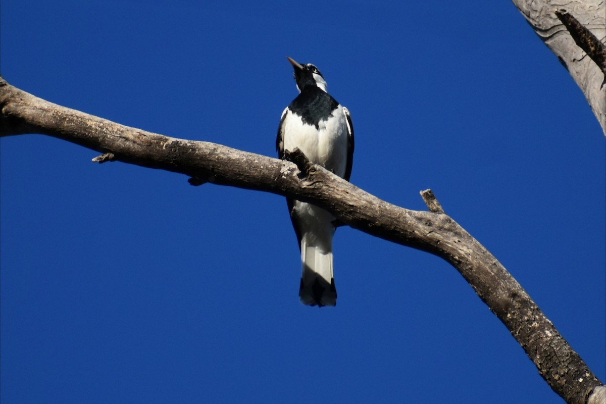 Magpie-lark - ML643192734