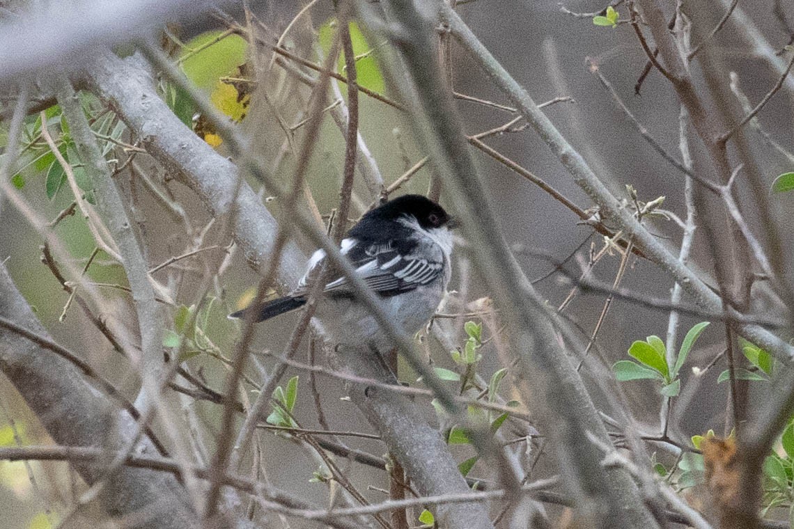Southern Black-Tit - ML643192735