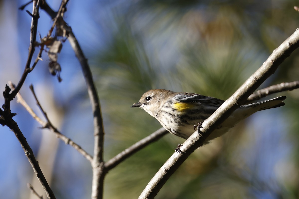Yellow-rumped Warbler (Myrtle) - ML643192736