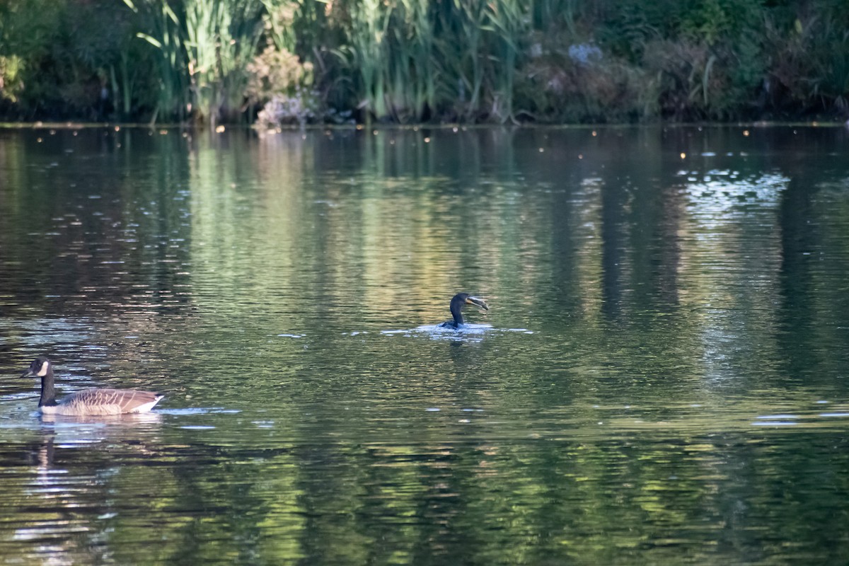Double-crested Cormorant - ML643192737
