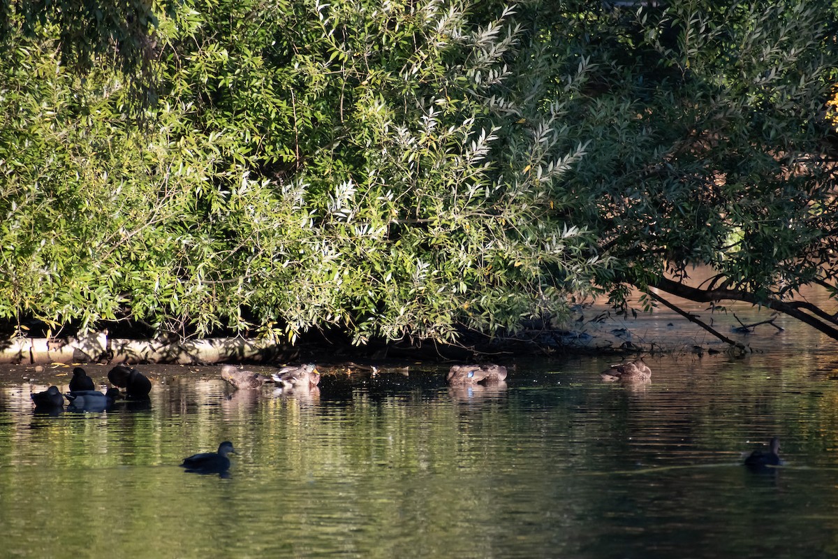 American Black Duck - ML643192741