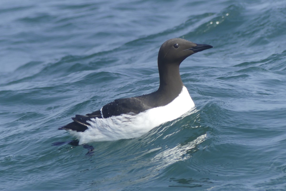 Guillemot marmette - ML643192745