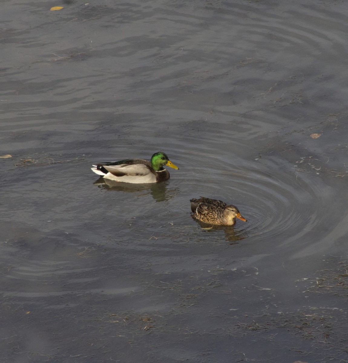 Mallard - ML643192747