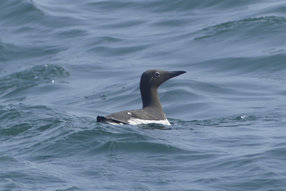 Guillemot marmette - ML643192750