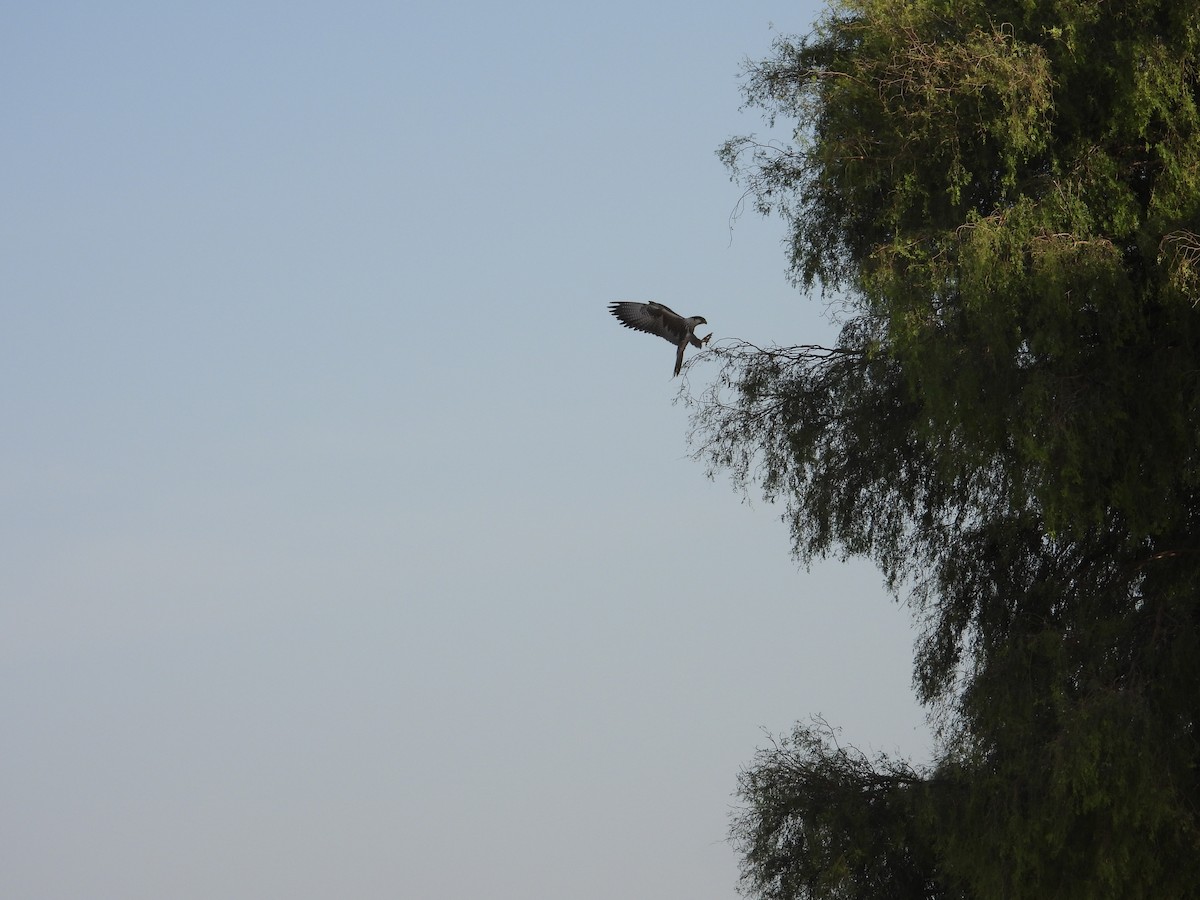 Laggar Falcon - ML643192781
