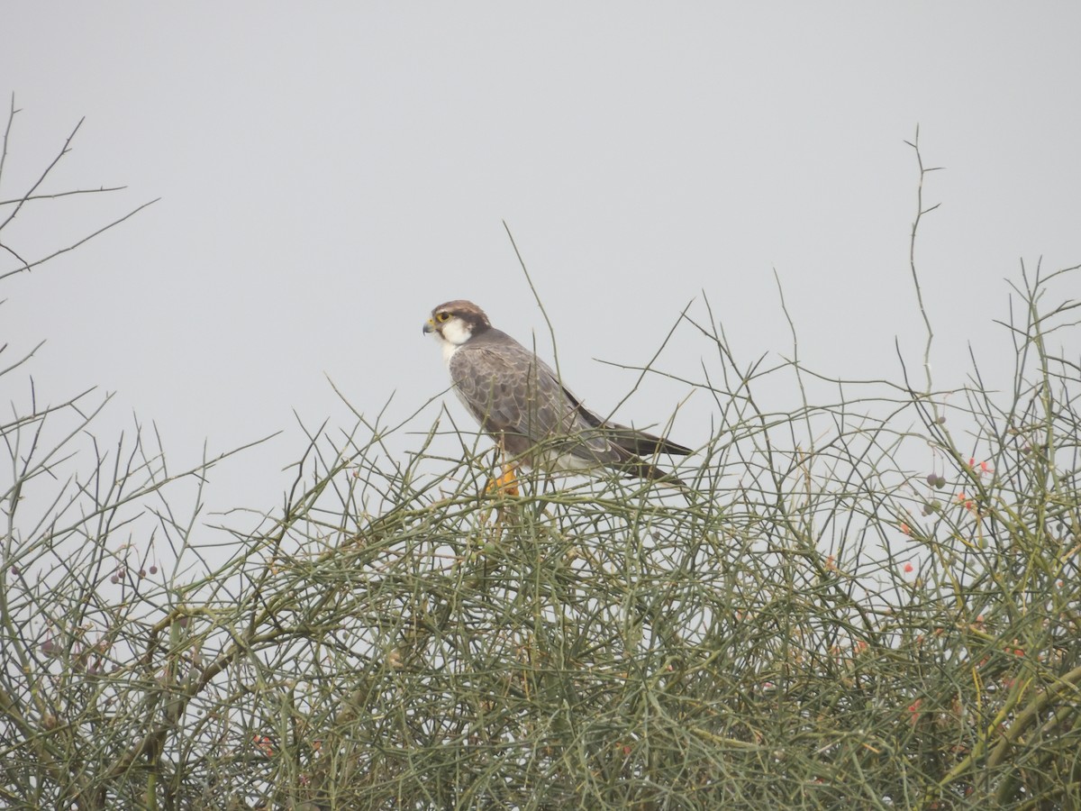 Laggar Falcon - ML643192782