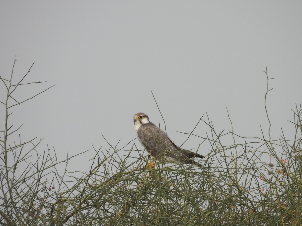 Laggar Falcon - ML643192783