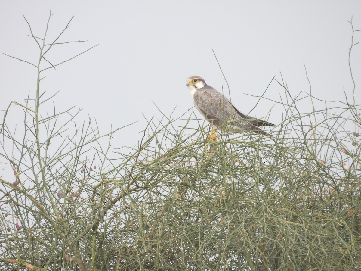Laggar Falcon - ML643192784