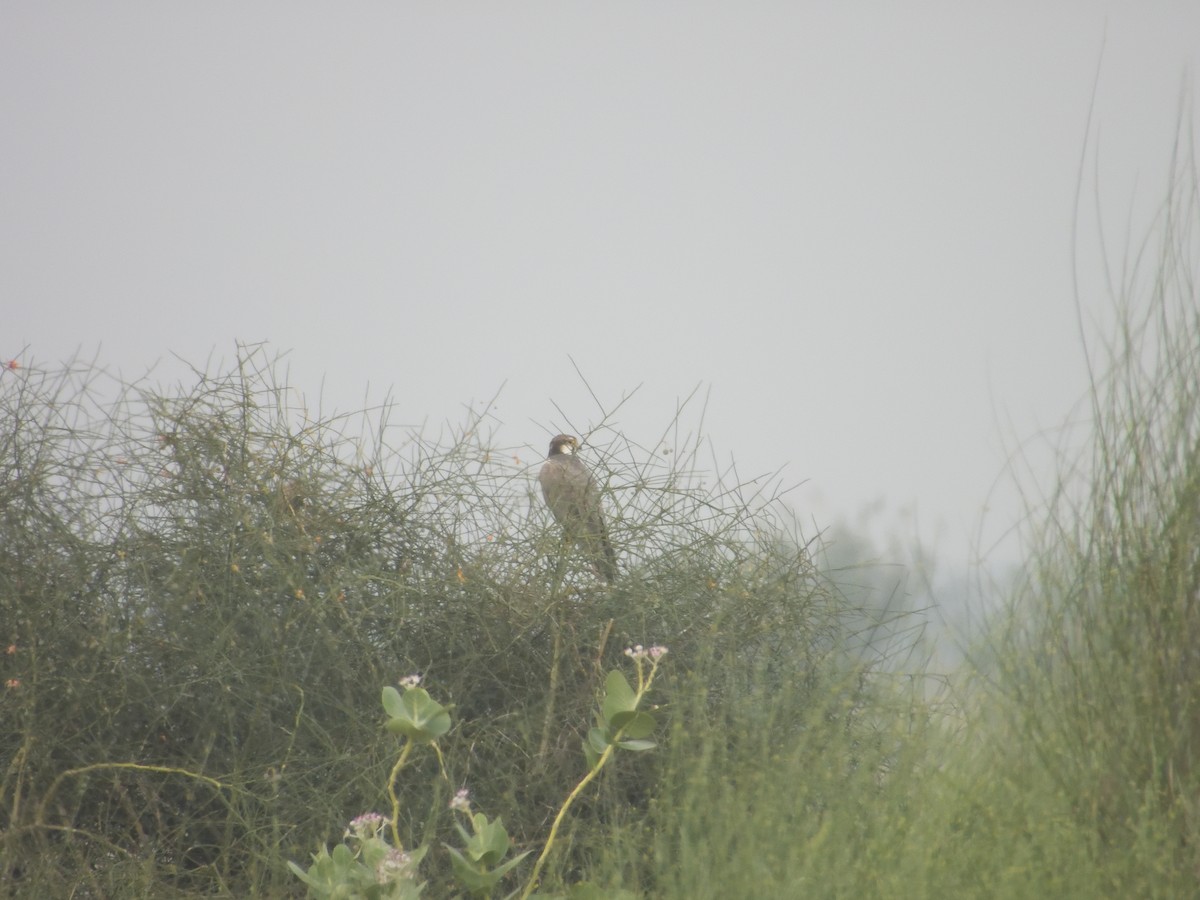Laggar Falcon - ML643192787