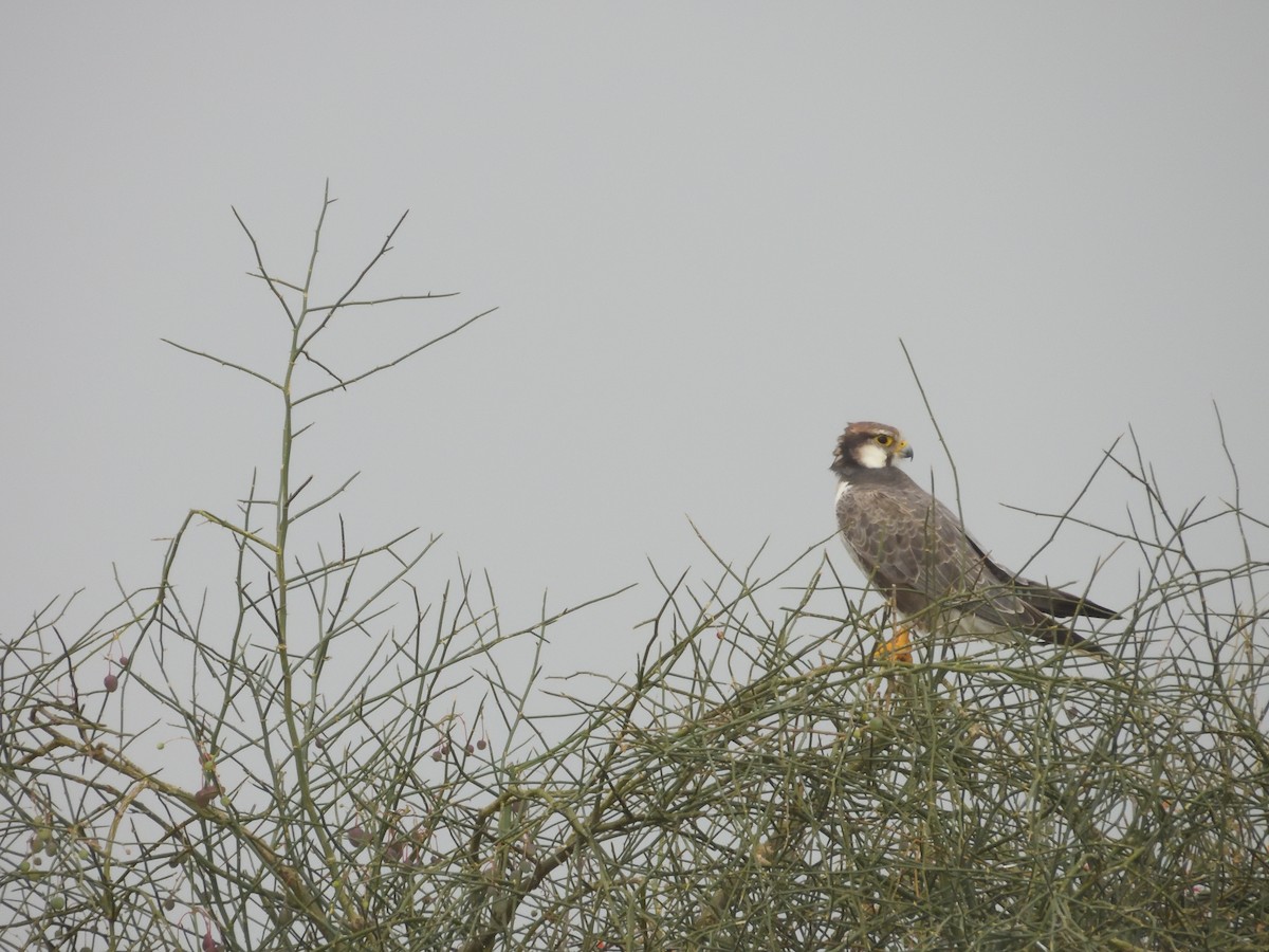 Laggar Falcon - ML643192788