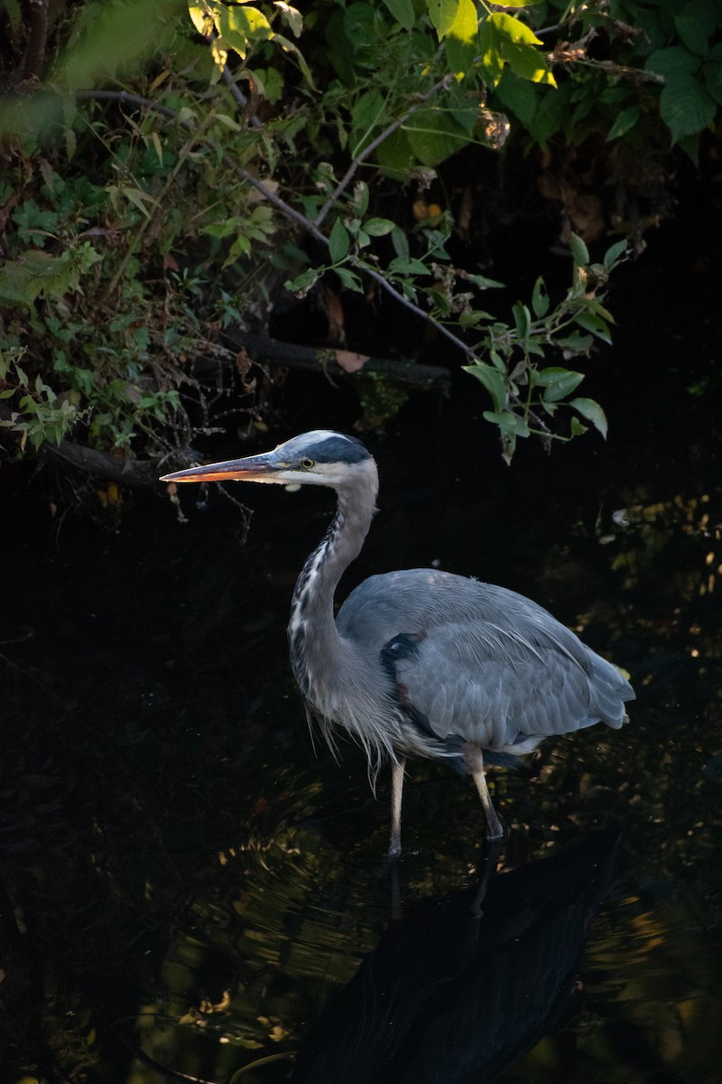 Great Blue Heron - ML643192790