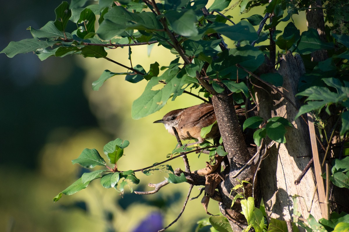 Carolina Wren - ML643192800