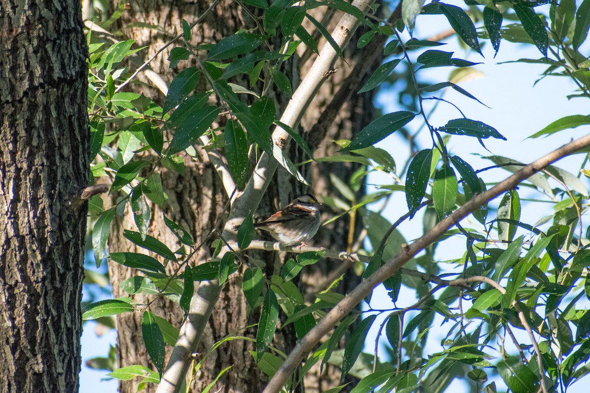 White-throated Sparrow - ML643192802