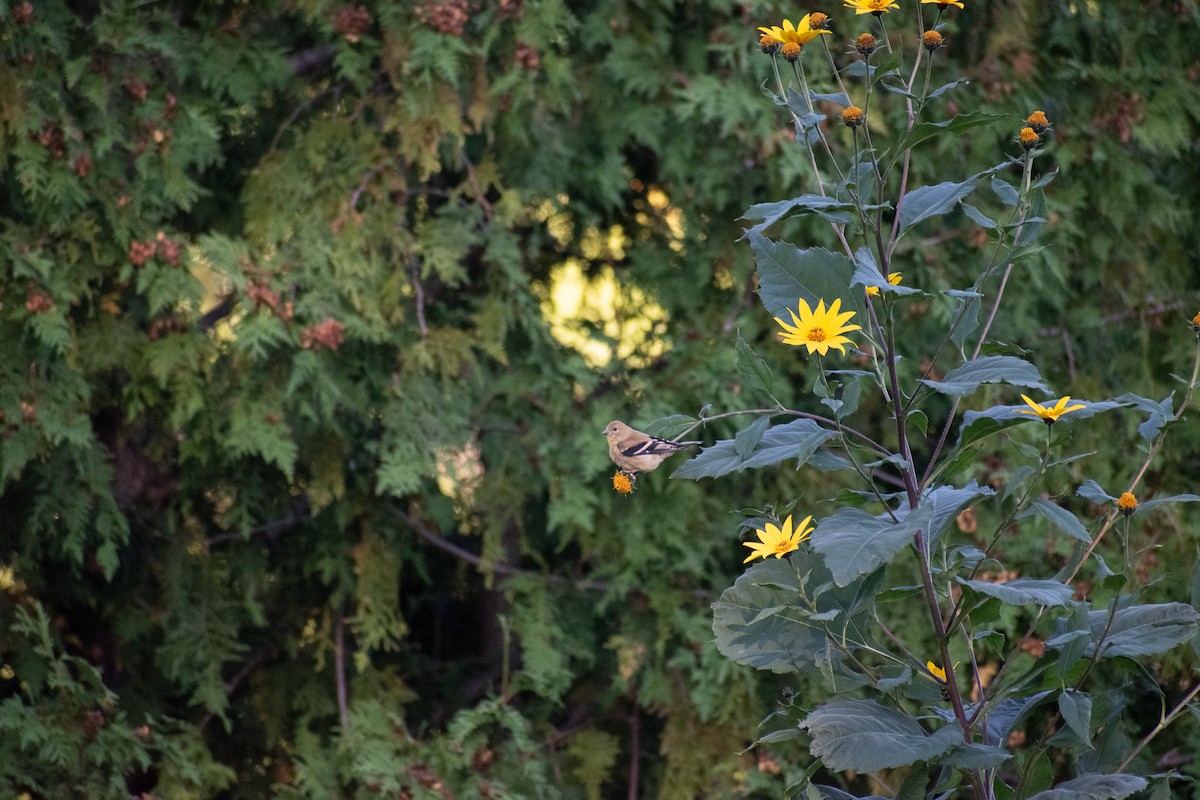 American Goldfinch - ML643192812