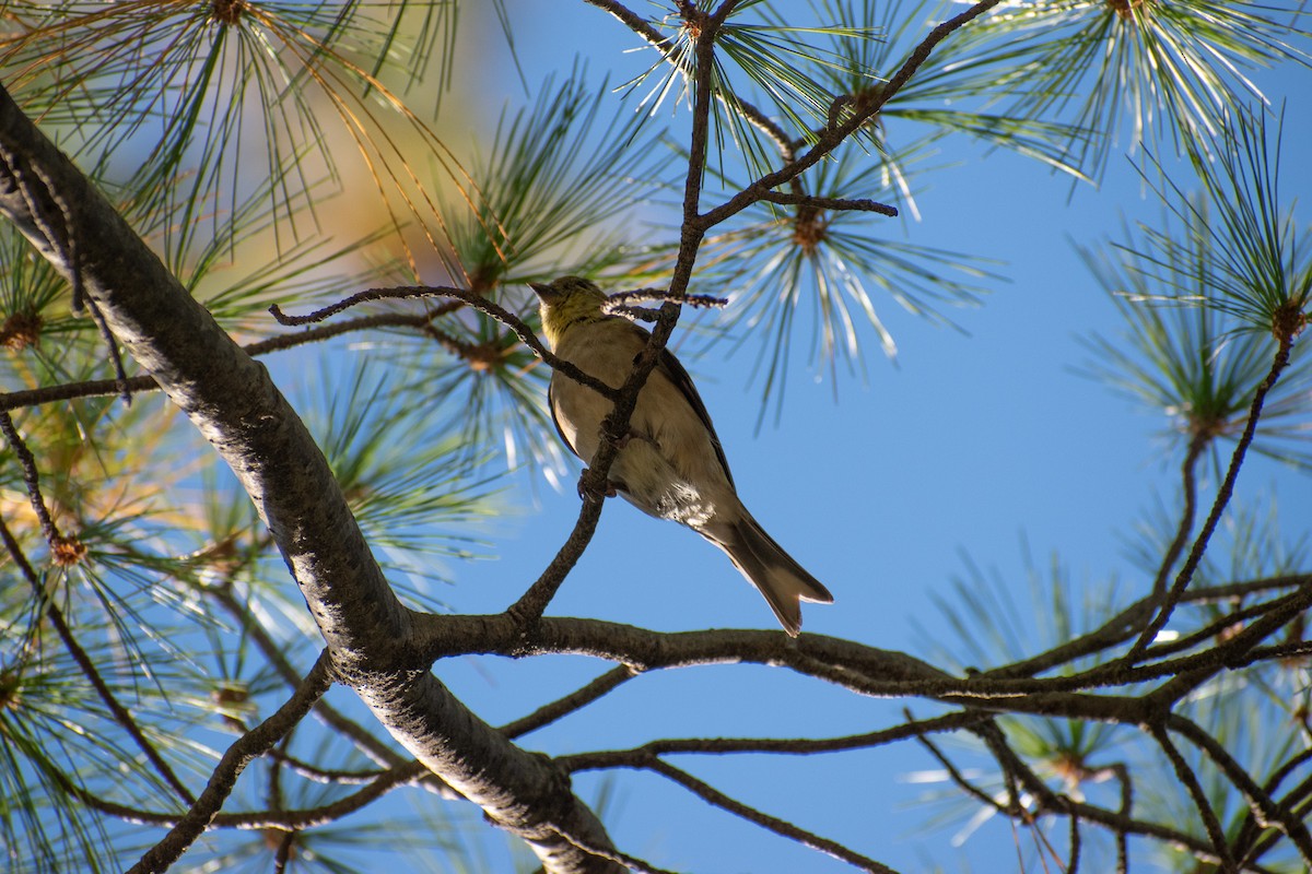 American Goldfinch - ML643192813