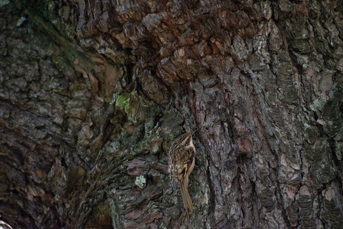 Brown Creeper - ML643192834