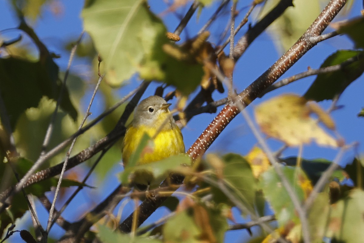 Nashville Warbler - ML643192837