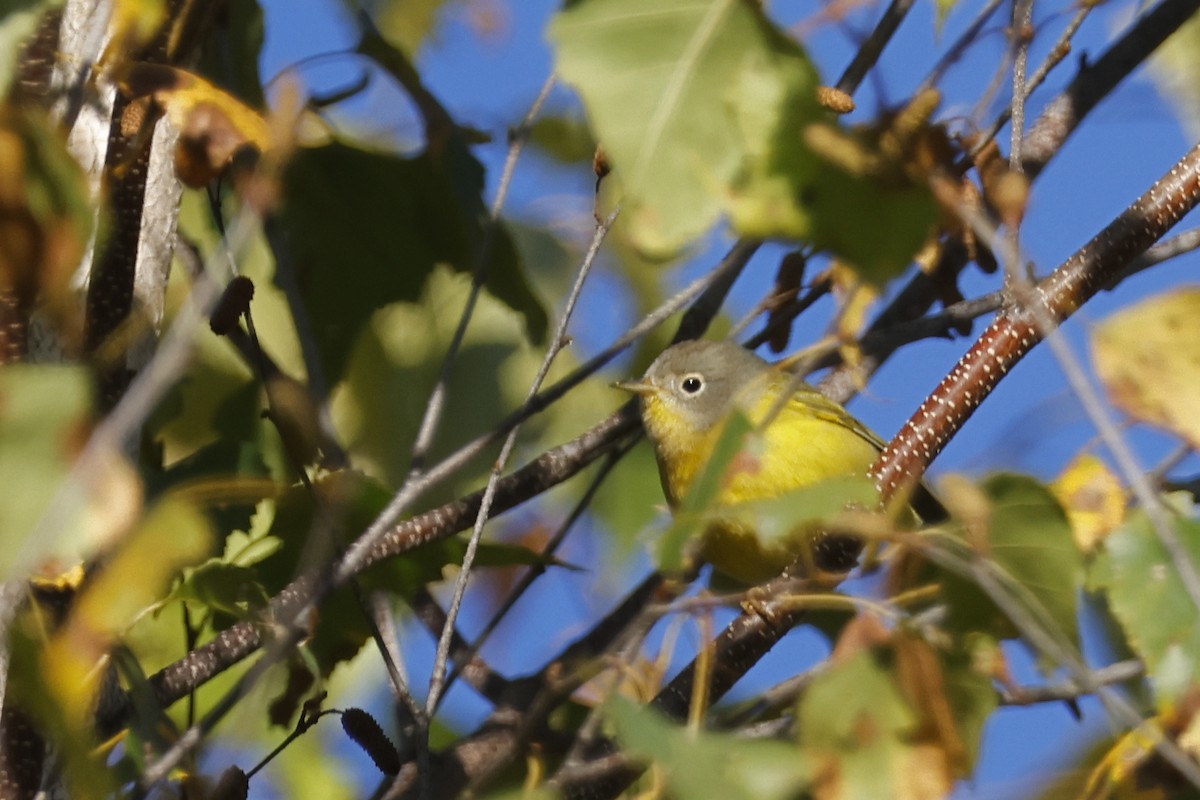 Nashville Warbler - ML643192838