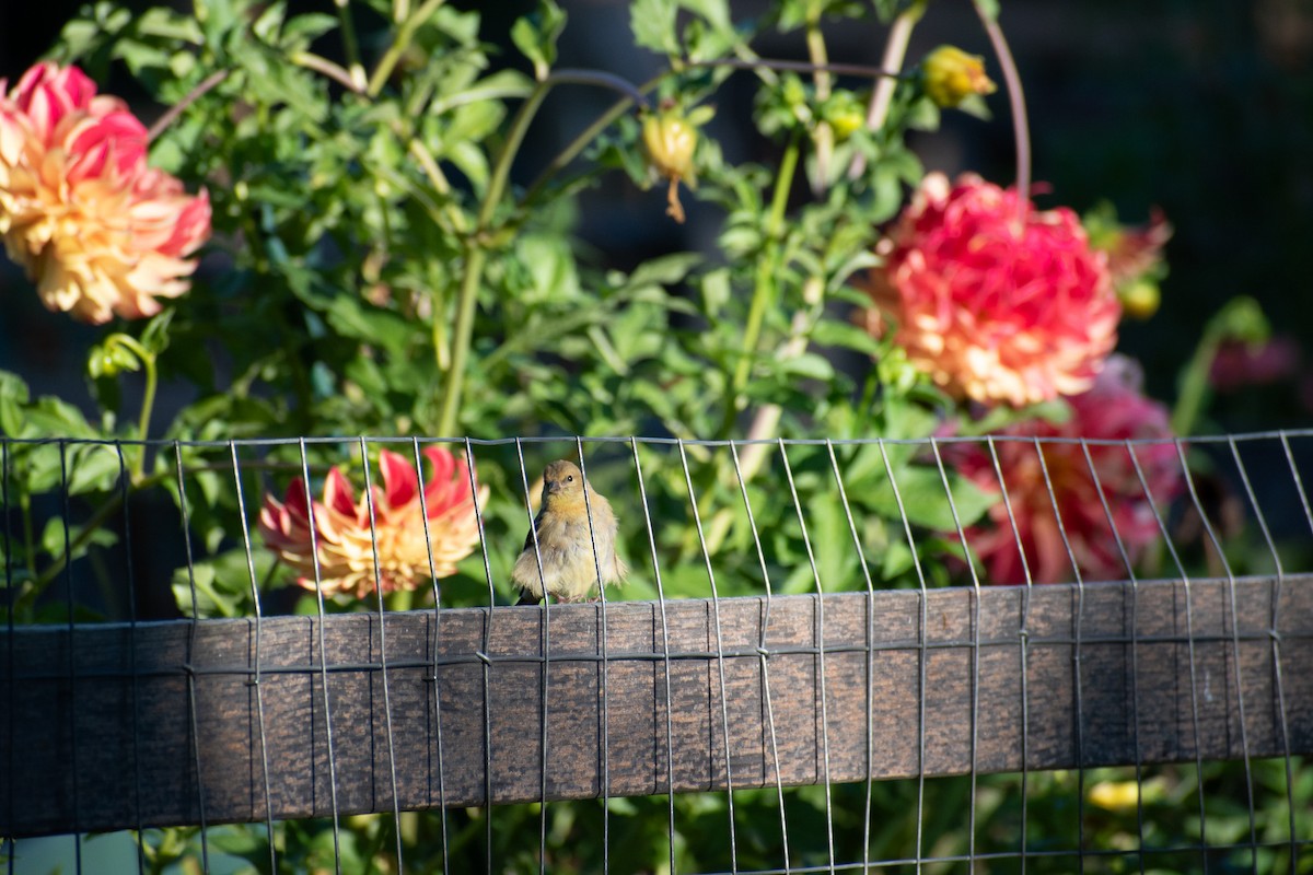 American Goldfinch - ML643192840