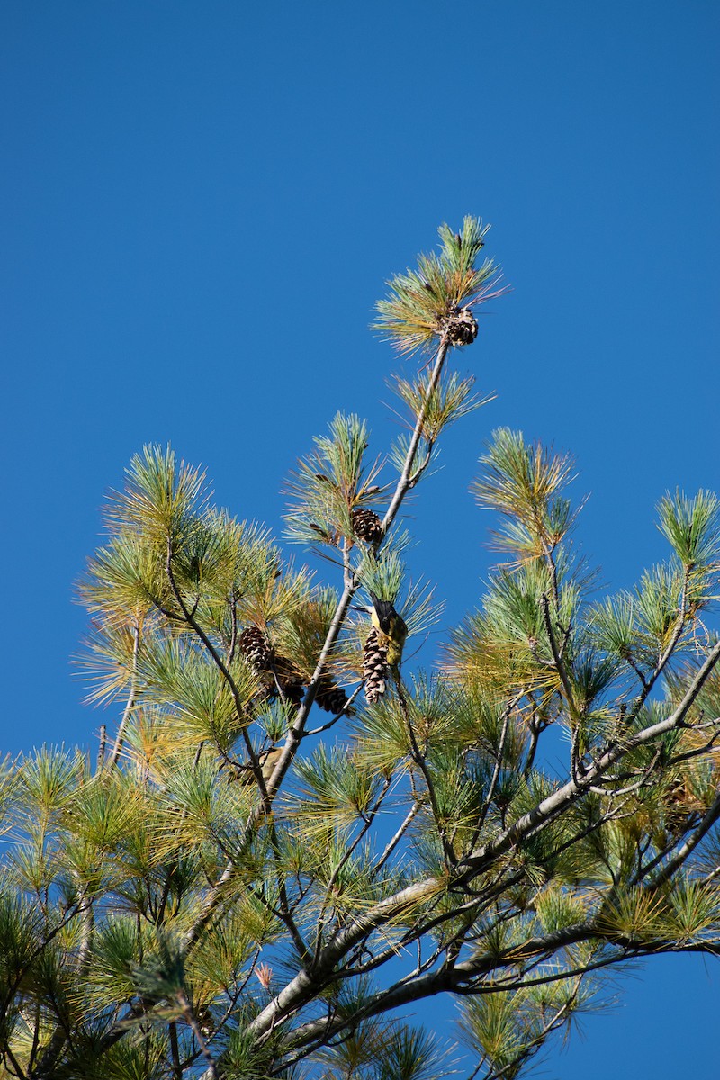 American Goldfinch - ML643192841