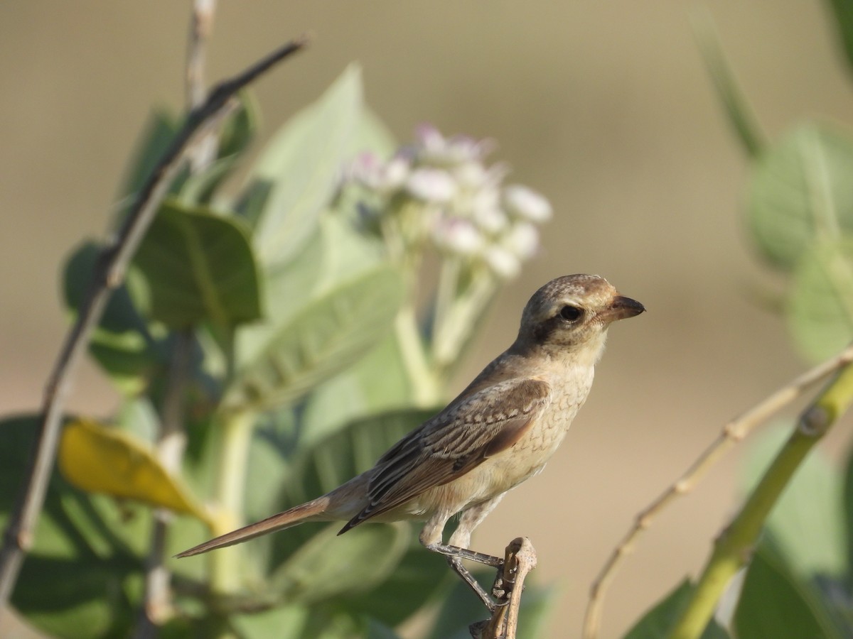 Red-tailed Shrike - ML643192843