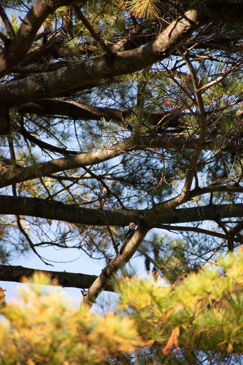 Yellow-bellied Sapsucker - ML643192845