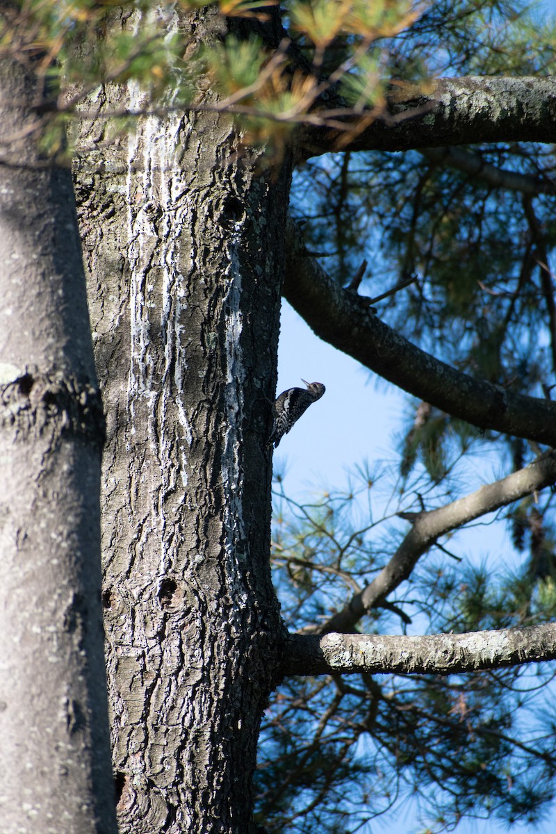 Yellow-bellied Sapsucker - ML643192847