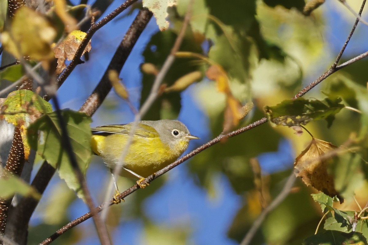 Nashville Warbler - ML643192852