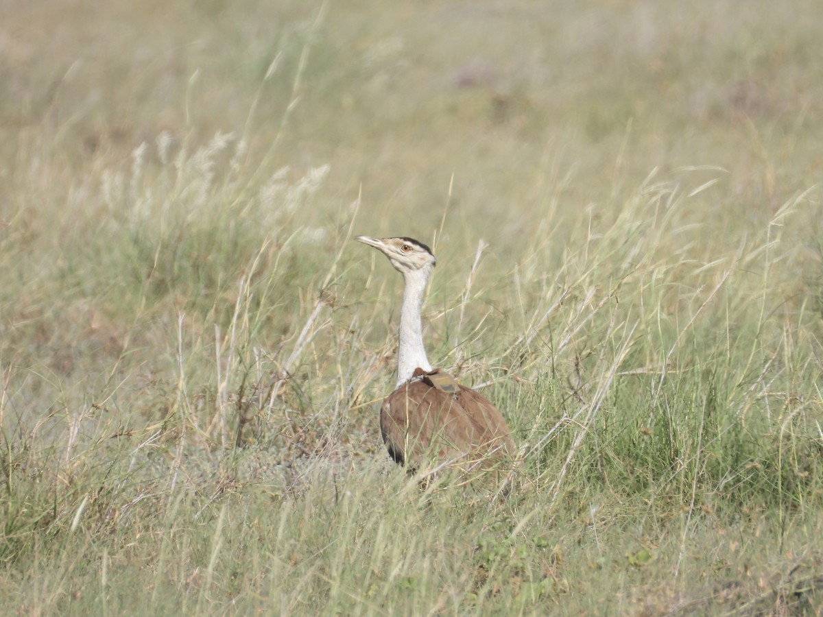 Great Indian Bustard - ML643192889