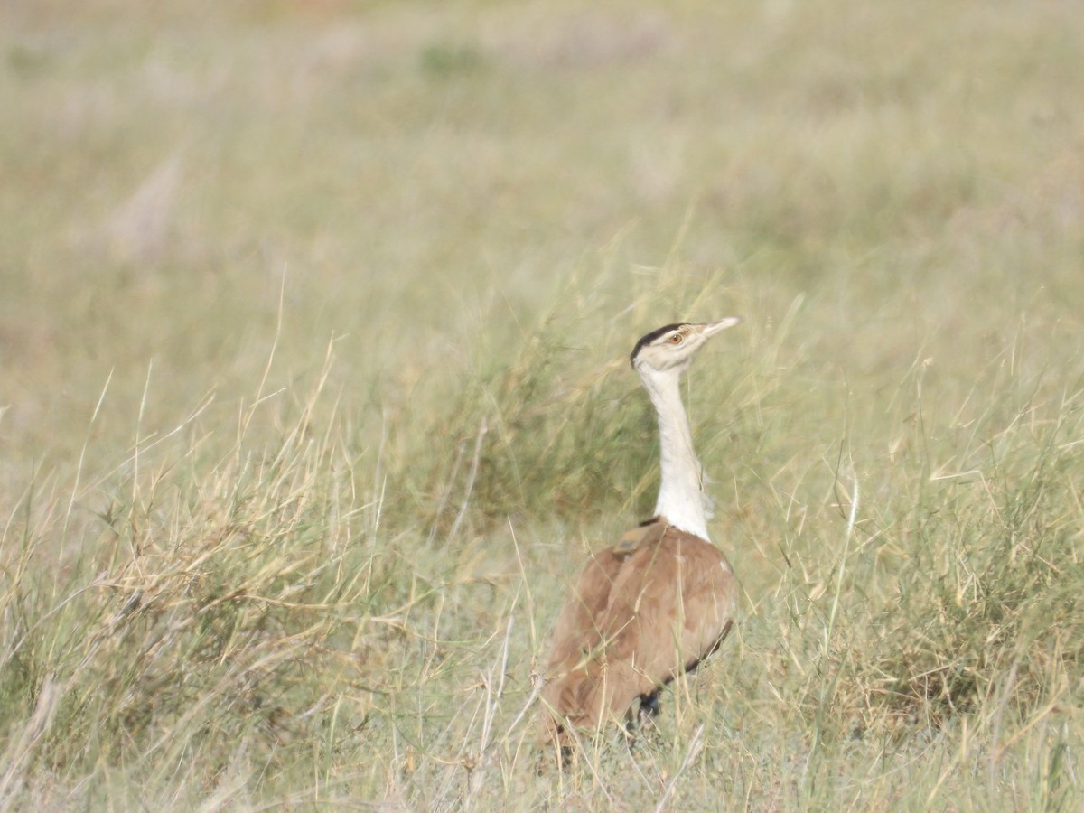 Great Indian Bustard - ML643192891
