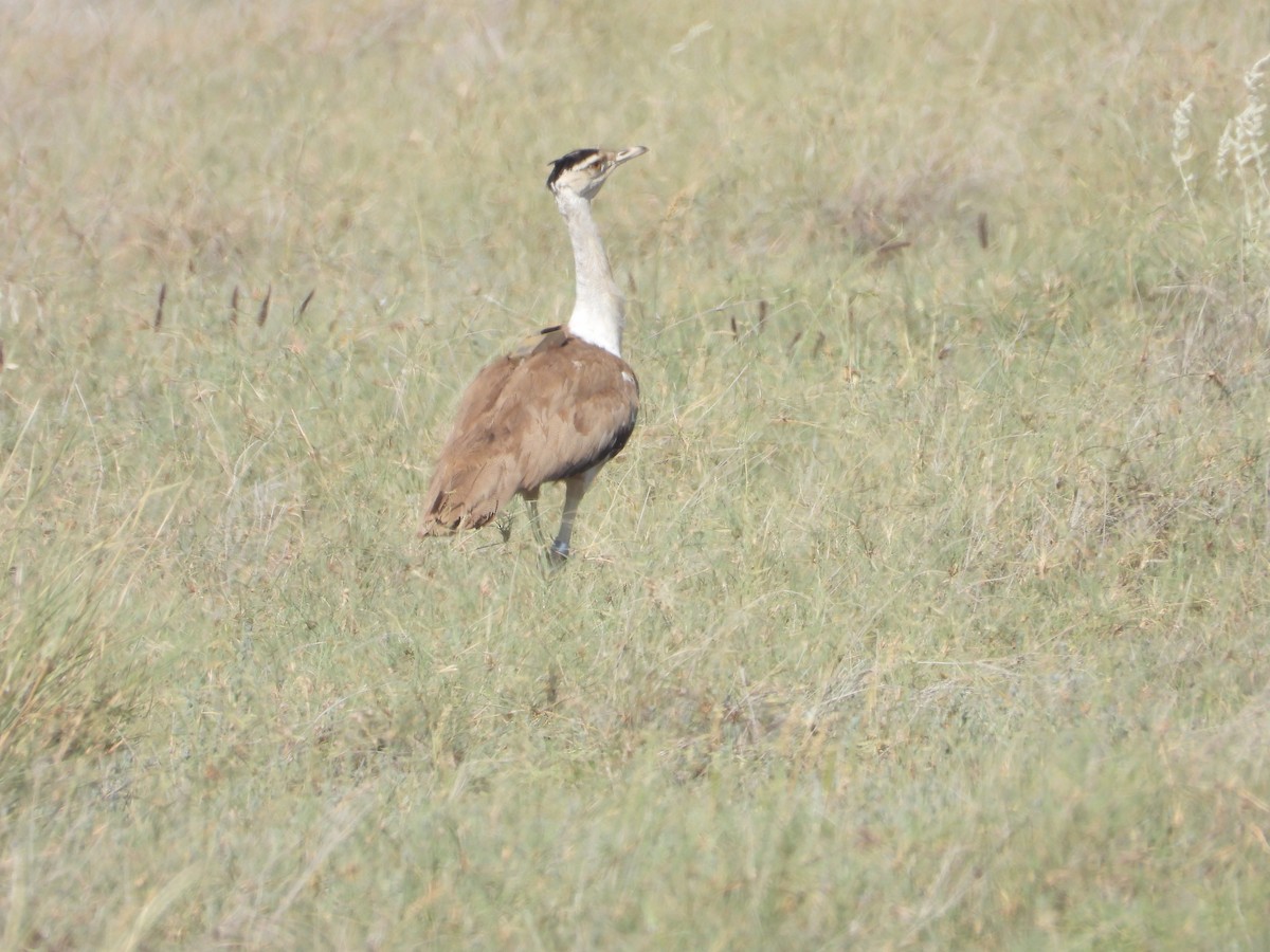 Great Indian Bustard - ML643192892
