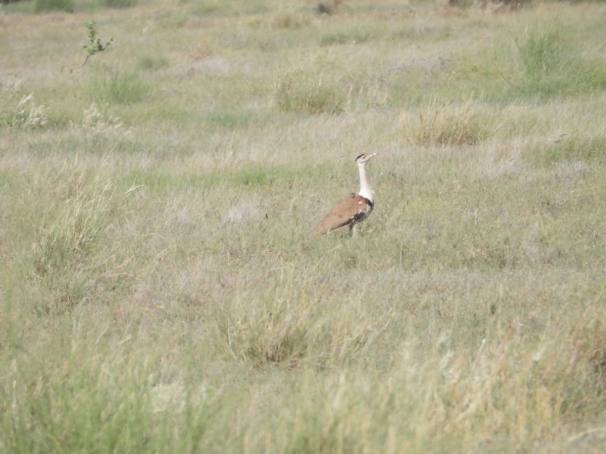 Great Indian Bustard - ML643192893