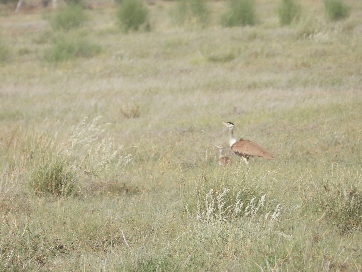 Great Indian Bustard - ML643192894